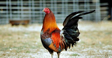 21 day keep for gamefowl.